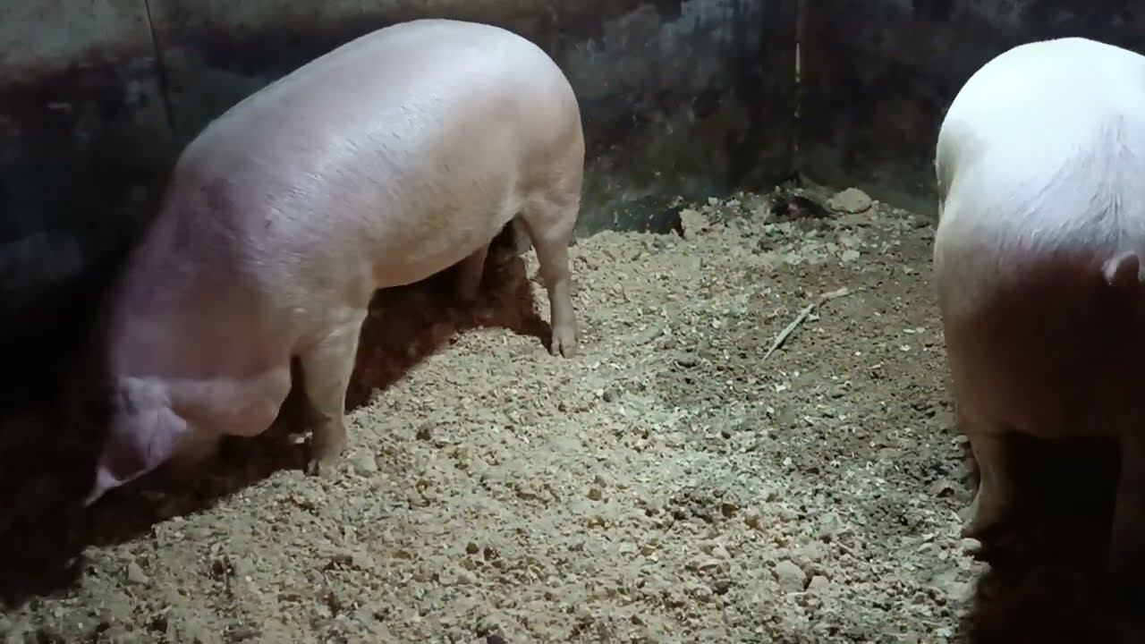 Где САЛО? смотреть онлайн