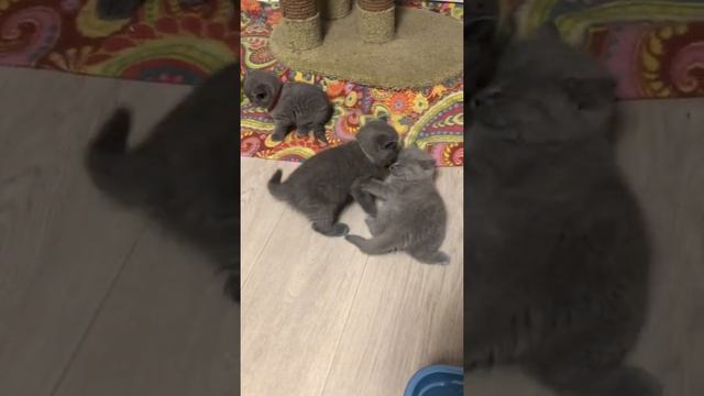 Маленькие котята весело играют смотреть онлайн