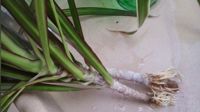 драцена! драцена посадка и уход! драцена маргината