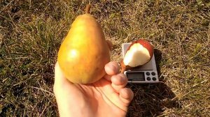 груша Старкримсон