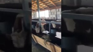 Экспорт бычков из России. Продажа и доставка без посредников!