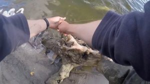 Рыбалка на щуку с берега. Крупная рыба. Лёгкий спиннинг. Первая рыбалка с Crazy Fish Arion 762S-L