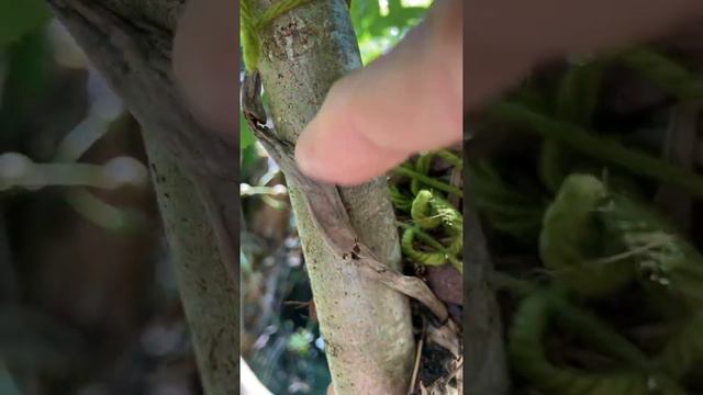 May 12, 2021 Orquidea phalaenopsis en planta de manzana смотреть онлайн
