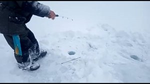 Мартовские ленки реки Обильная Трофеи горной подледки