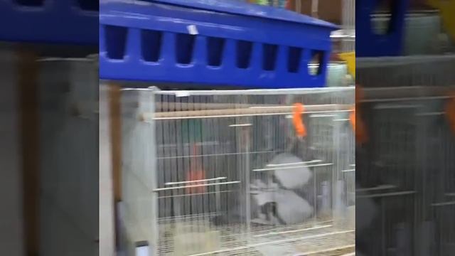 Papuqaylar Melopsittacus undulatus смотреть онлайн