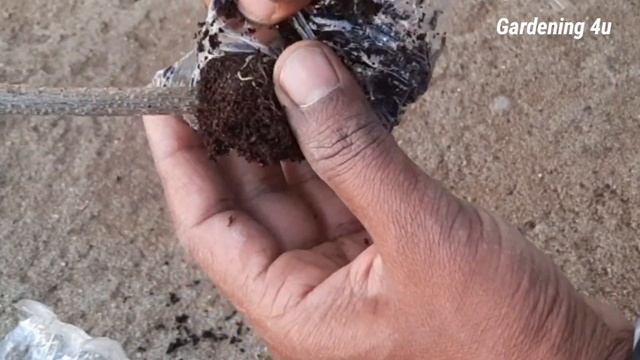 allamanda plant air layering|allamanda vine|gardening 4u смотреть онлайн