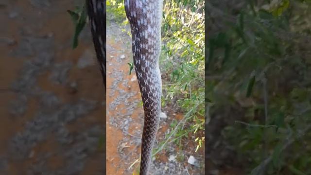 Мадагаскарская тупоносая змея. #shorts смотреть онлайн