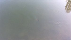 Воблеры izumi shad alive игра.