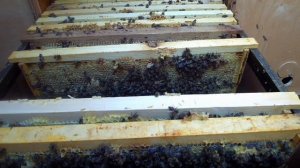 Подготовка, формирование пчел и увеличение подрамочного пространства в зиму.