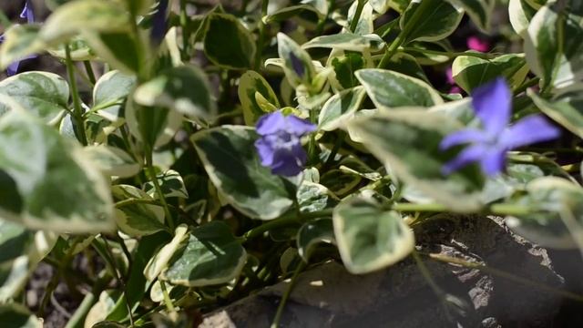 Барвинок (Vinca)