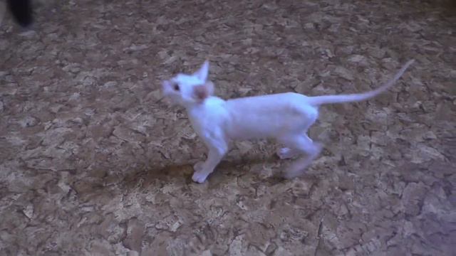 Котёнок породы КОРНИШ РЕКС. смотреть онлайн