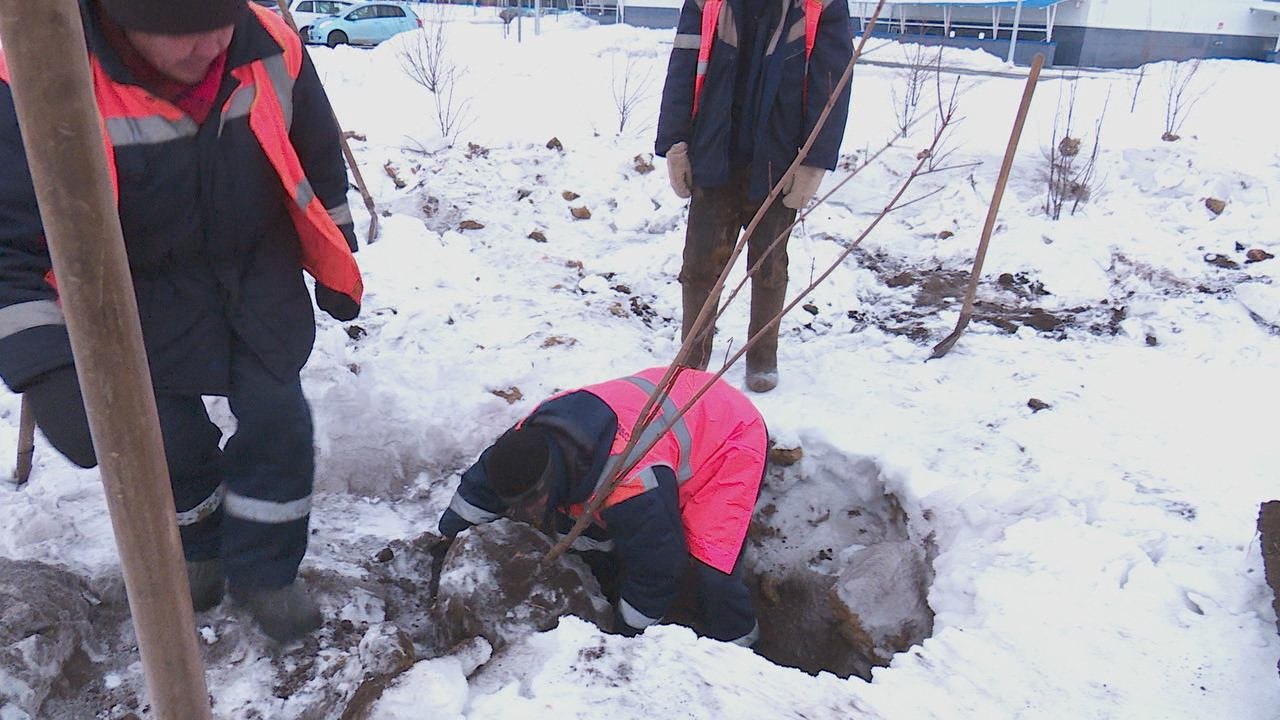 Зимнее озеленение Омска