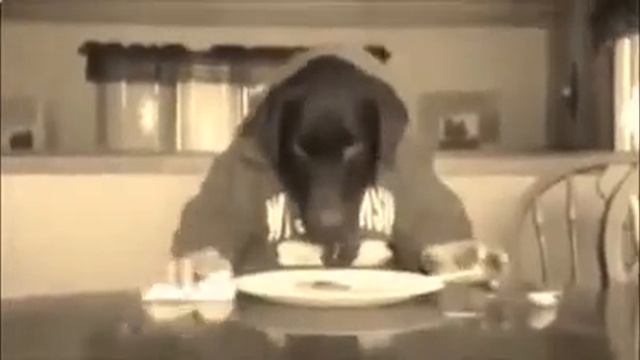 Собака ест руками. Видео.