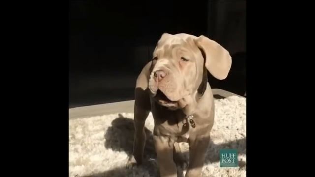 Лучшие приколы за май (часть 4) / Funny Videos Compilation смотреть онлайн