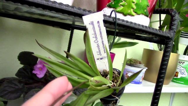 Tolumnia Jairak Flyer Corona Orchid - I am in love! смотреть онлайн