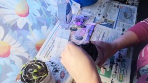 ГЕОРГИНА ИЗ КИТАЯ, СЕЕМ СЕМЕНА В УЛИТКУ