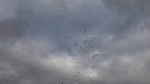 300 голубей в небе! Питомник им. А.С.Брагина + Марганецкий голубедром