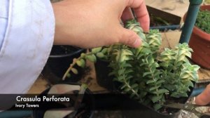 Succulent Cuttings | Spring 2023