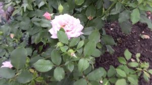 Роза Коко Локо.