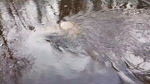 Ленингадская область, река Авлога  2020 год.