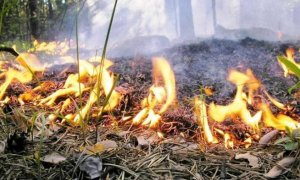 Чрезвычайную пожароопасность 5 класса из-за жары объявили в Краснодарском крае