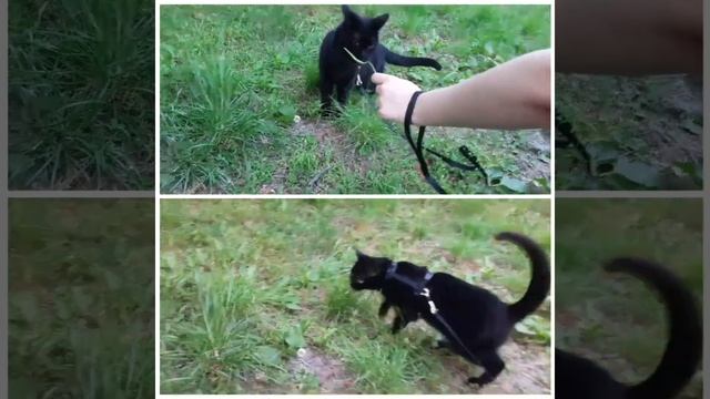 точит когти.PapinaZaika любит гулять? смотреть онлайн