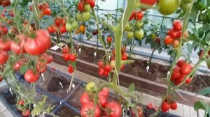 Помидоры в  теплице .Вкус и урожайность сортов и гибридов.20 августа2021.