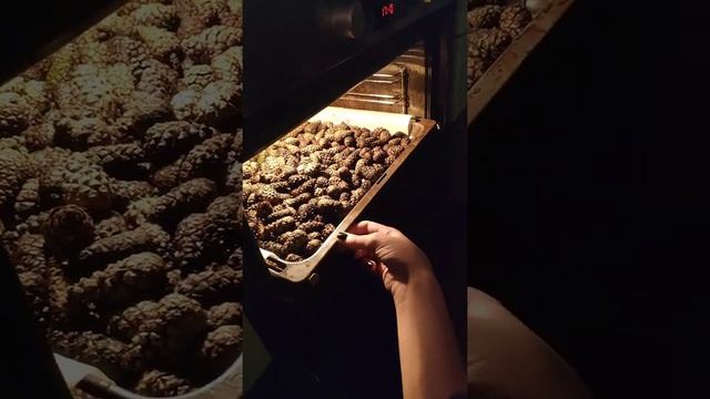 Подготовка и хранение шишек для декора смотреть онлайн