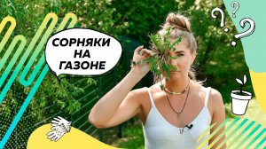 Сорняки | Сорняки на газоне | Средство от сорняков | Газон |Ландшафтный дизайн