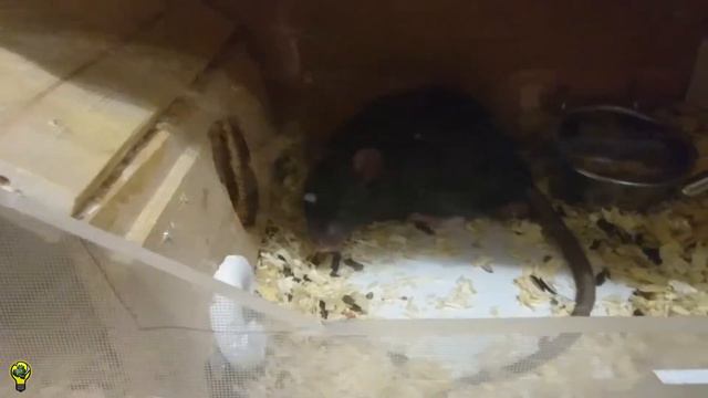 Крысам жарко, Педро в одиночке, Малолетка стал Максом. (18+) смотреть онлайн