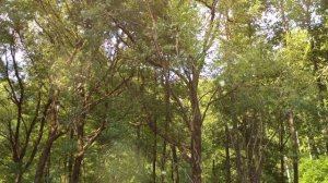 Ой то не вечер