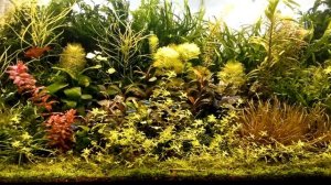 180 и 100 литровый аквариумы . Состояние аквариумов.