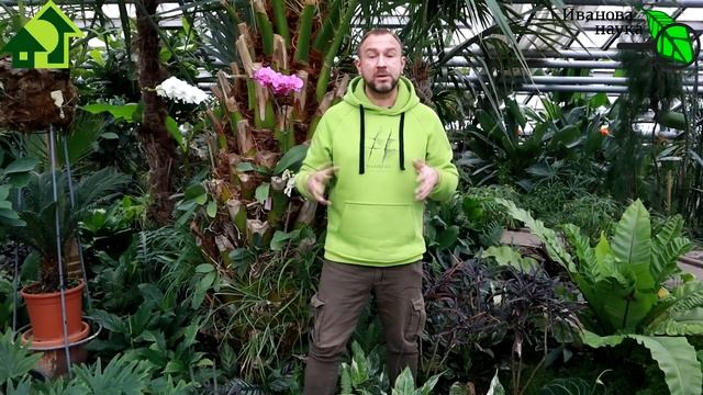 СЕКРЕТЫ ЛИСТОВЫХ ПОДКОРМОК. КОРМИТЬ и НАКОРМИТЬ, а не просто ПРЫСКАТЬ. Этот секретный ингредиент...