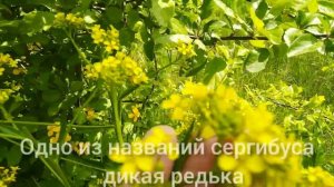 Свербига, Голупа, Сергибус - вкусный и полезный сорняк. Рекомендую 👍