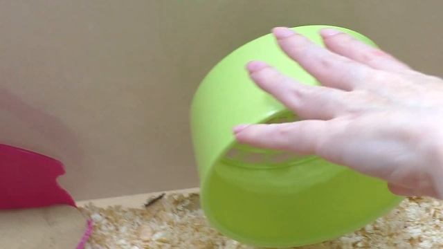 Куда мог пропасть хомячонок? / Ищем сирийского хомячонка / Алиса Изи Петс / Alisa Easy Pets