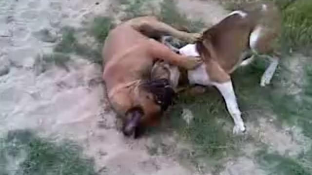 Собачьи игры 