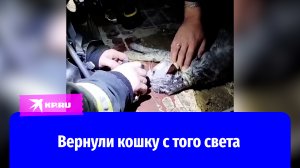 В Белгороде пожарные откачали кошку на пожаре