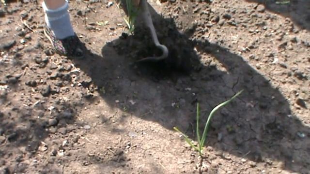 Посадка кукурузы и фасоли.Тещин способ смотреть онлайн