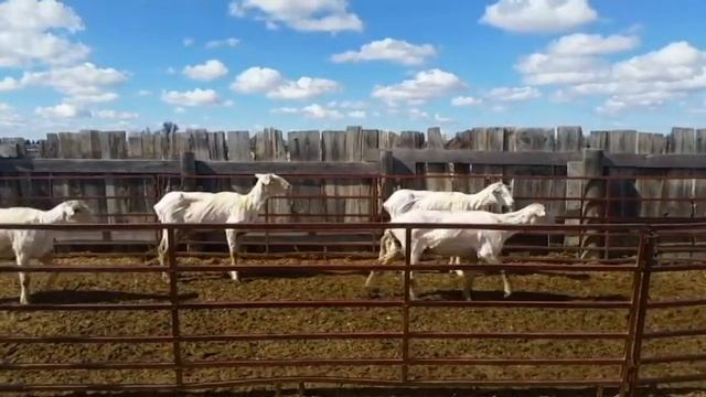 Newly Shorn Sheep Get a Move On смотреть онлайн