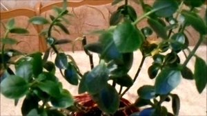 ПОЧЕМУ КАЛАНХОЭ НЕ ЦВЕТЁТ