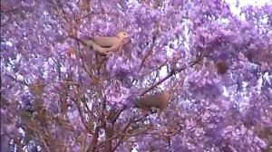 Jacaranda tree and doves