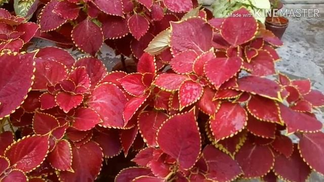 How to care Coleus plants in Winter Season || #Firdoushomegardening смотреть онлайн
