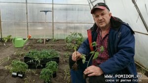 Рассада Помидоров. Наши секреты посева, ухода, высадки рассады томатов на постоянное место в теплиц