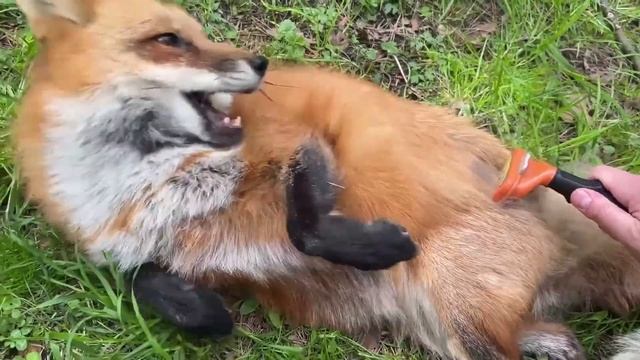 Ли Сяо / Alice the Fox Лиса Алиса (Защита от собак!!) смотреть онлайн