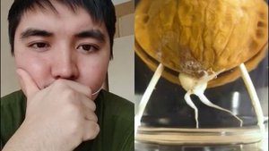 СМОТРИТЕ ЧТО МОЖНО СДЕЛАТЬ С ГРЕДСКИМ ОРЕХОМ