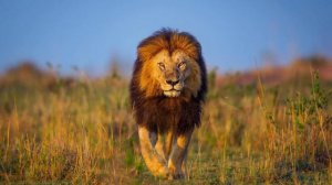 Звуки Льва # the sound of a lion #Любить природу