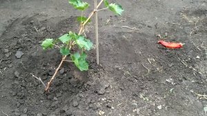 ? ОСЕННЯЯ ПЕРЕСАДКА ВИНОГРАДА БЕЗ ВЫКОПКИ ИЗ ЗЕМЛИ. Как перенести куст винограда. Катавлак.