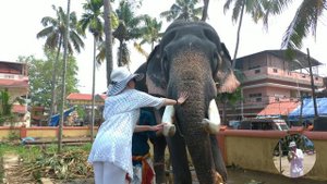 Культ слона в Индии