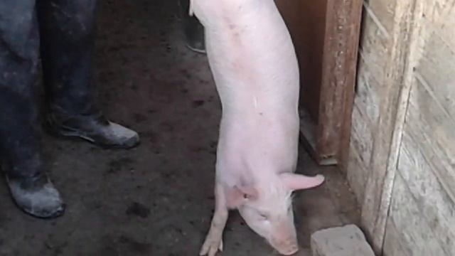 Крупная белая порода свиней смотреть онлайн