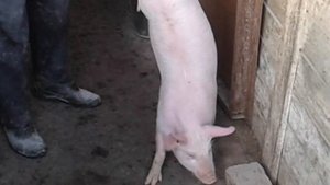 Крупная белая порода свиней